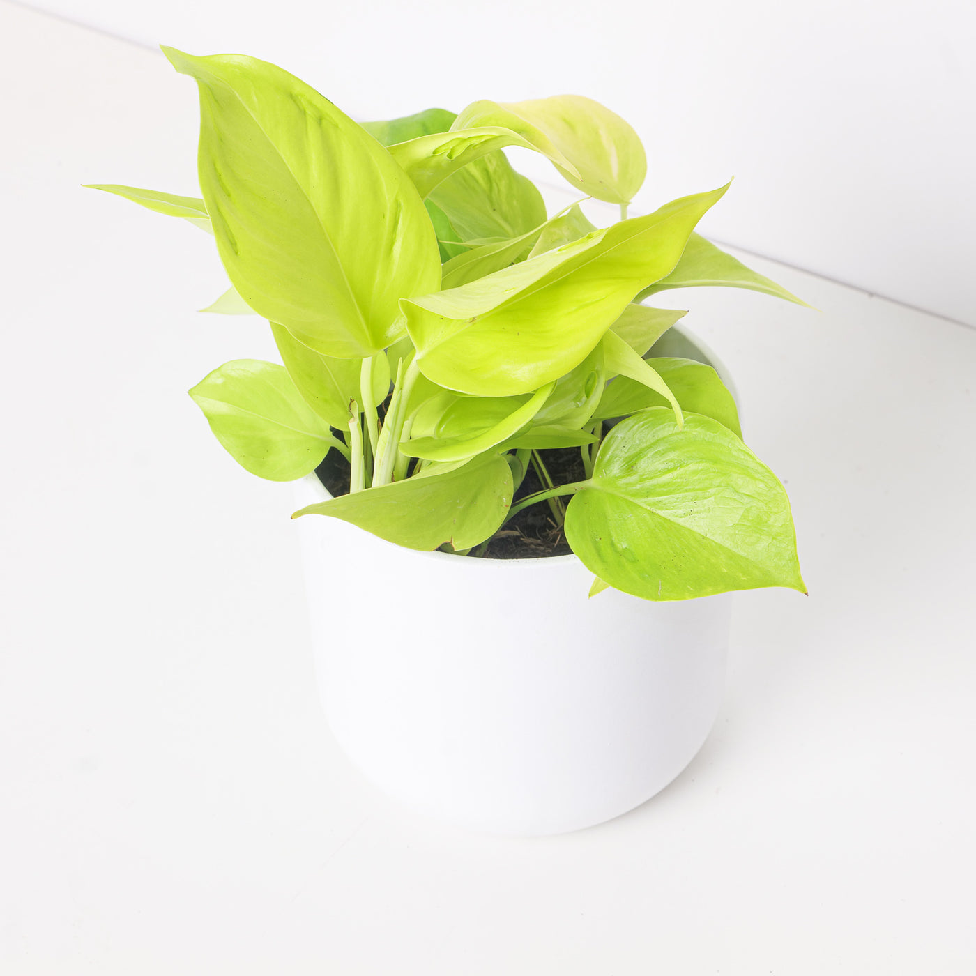 Epipremnum Champs Élysées - House of Kojo