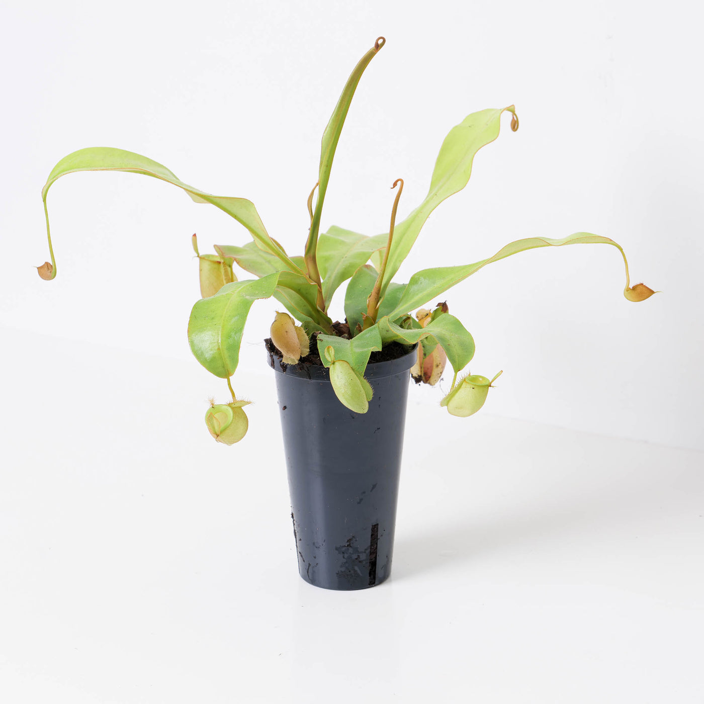 Nepenthes x Hookeriana | Monkey Jar Plant | Pitcher Plant - House of Kojo