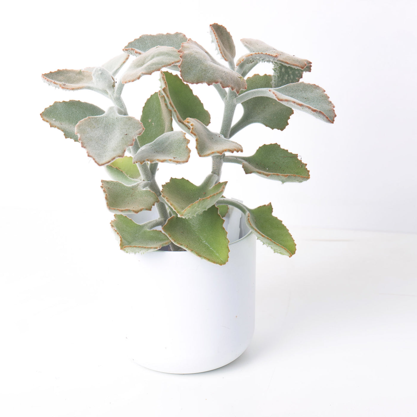 Kalanchoe beharensis - House of Kojo