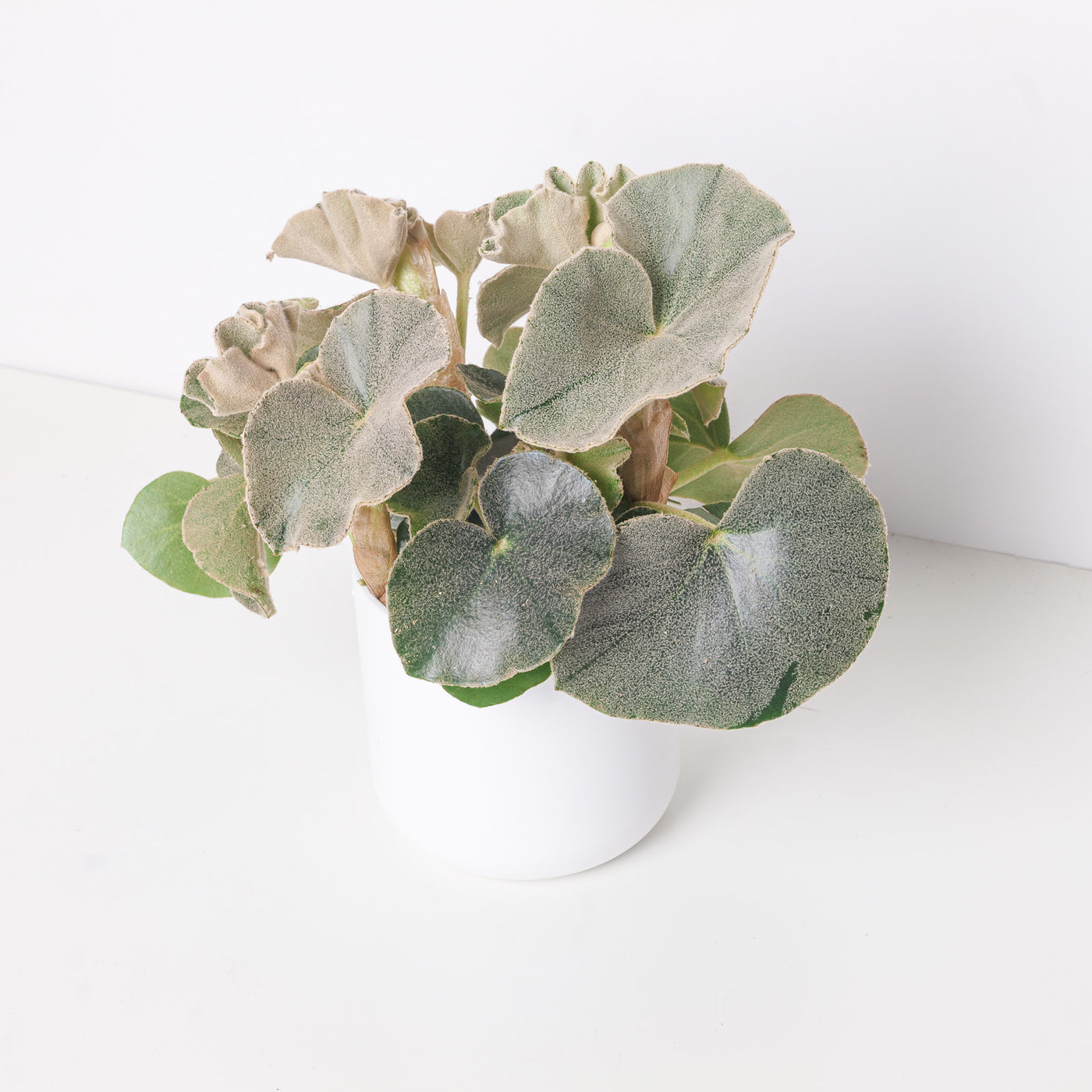 Begonia Lunar Venosa - House of Kojo