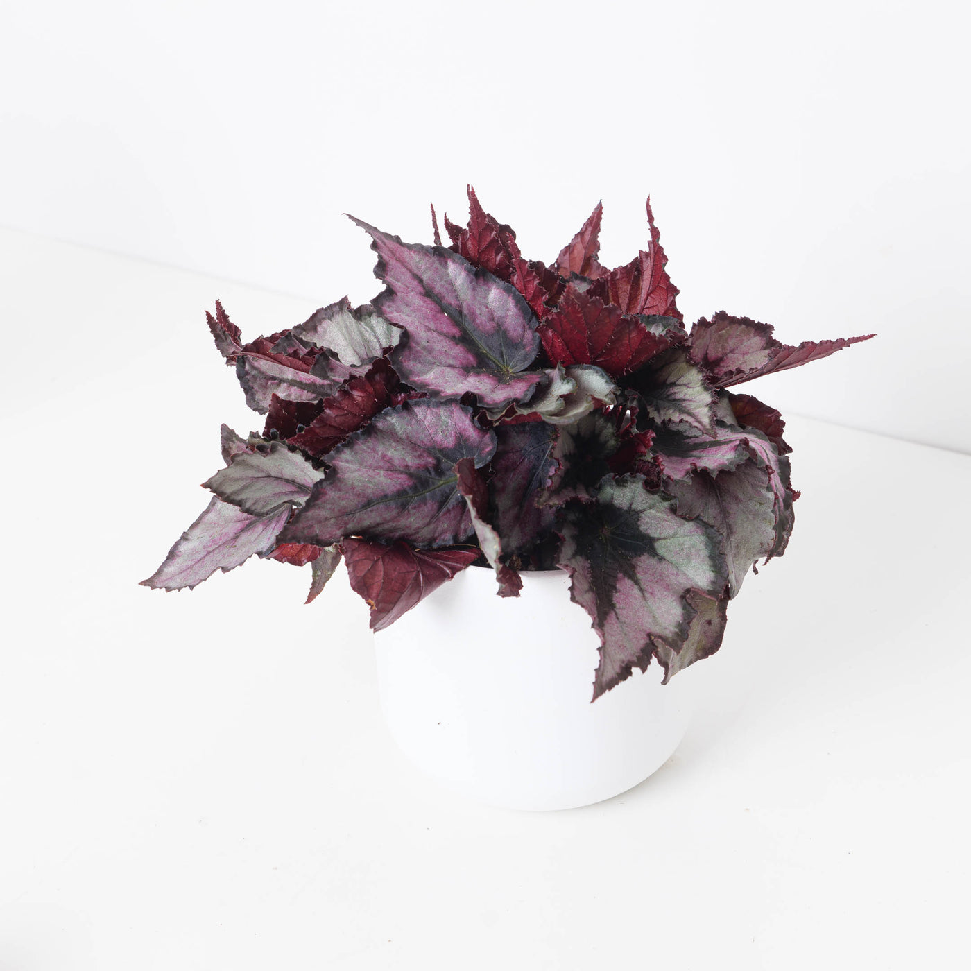 Begonia Magma - House of Kojo