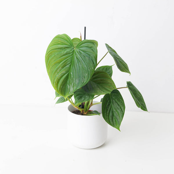 philodendron majestic Philodendron Majestic