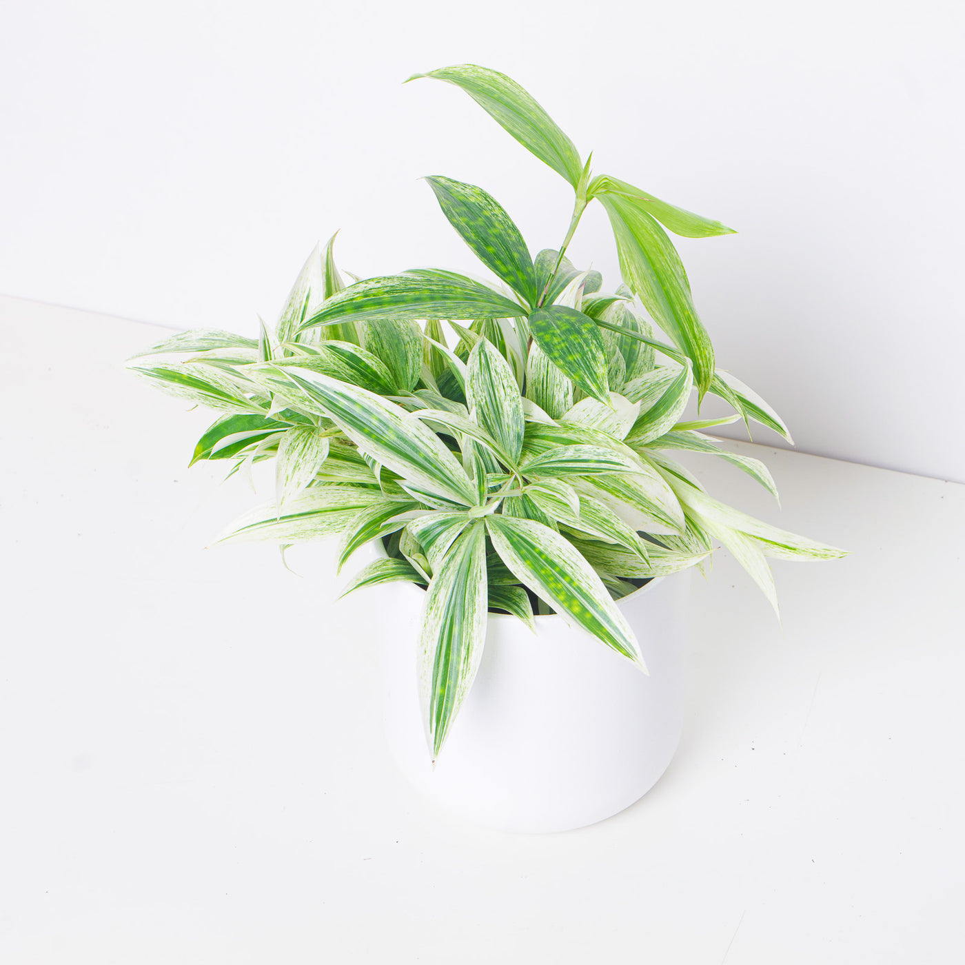 Dracaena Godseffiana 'Milky Silver' - House of Kojo