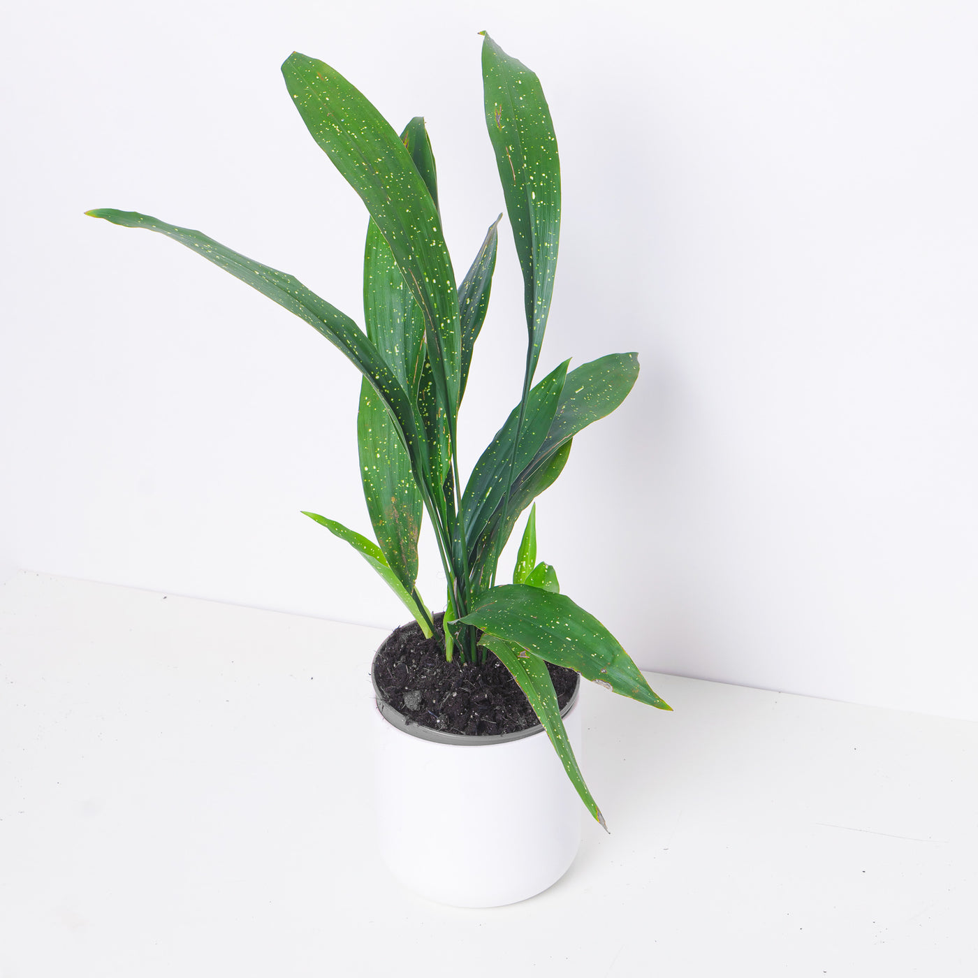 Aspidistra 'Milky Way' | Variegated Cast Iron Plant - House of Kojo