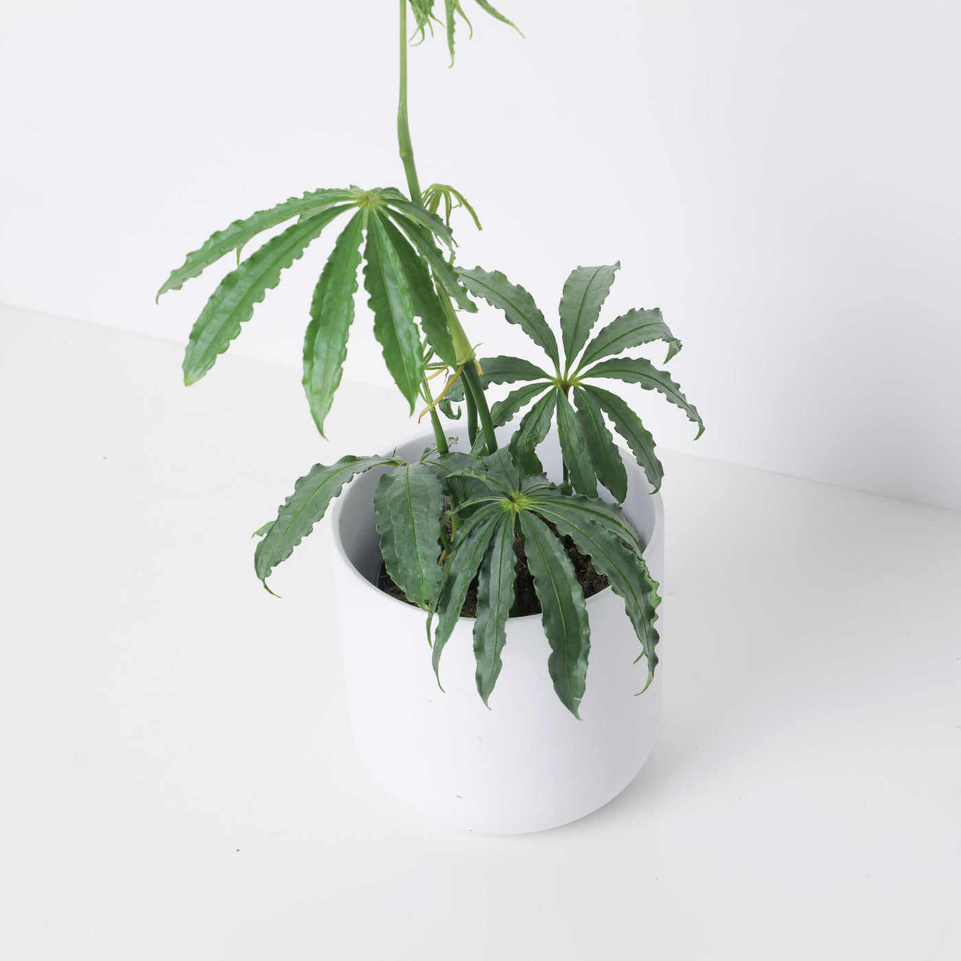 Anthurium polyschistum - House of Kojo