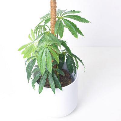 Anthurium polyschistum - House of Kojo