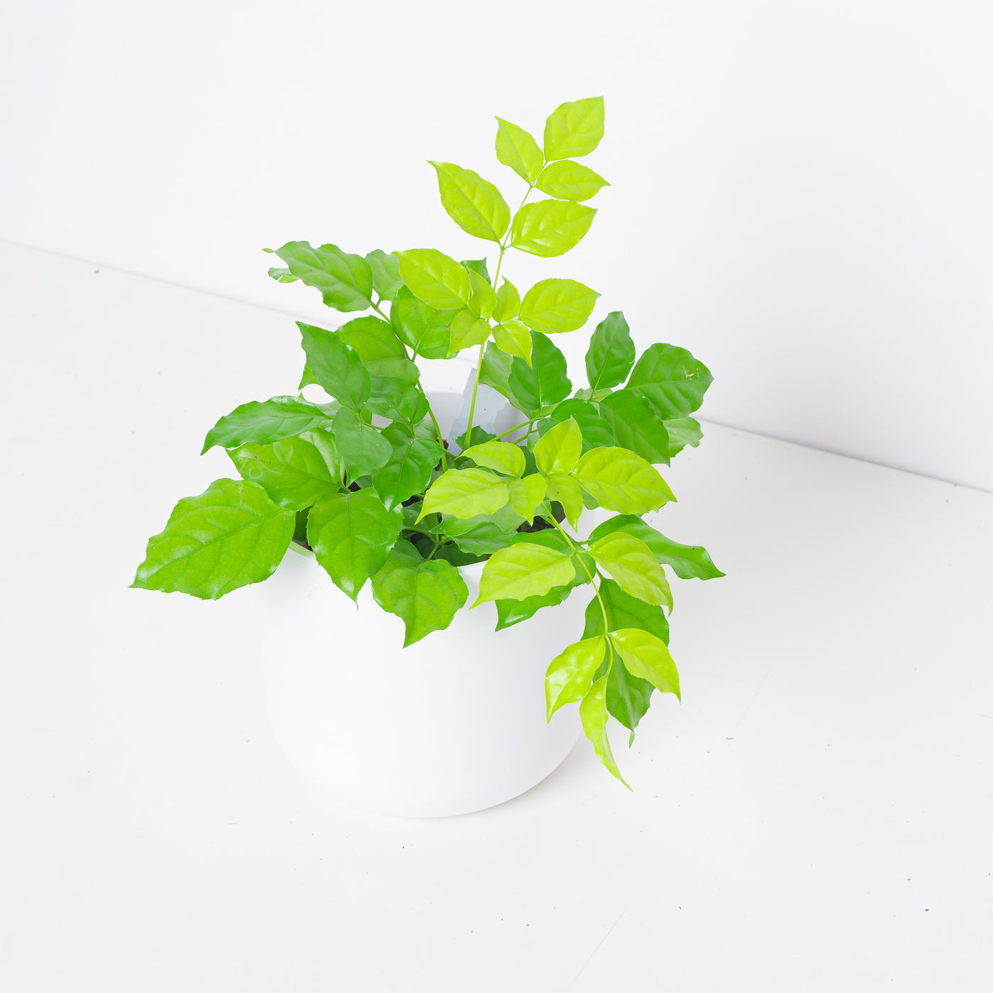 Radermachera Sinica 'Golden' | Golden China Doll Plant - House of Kojo