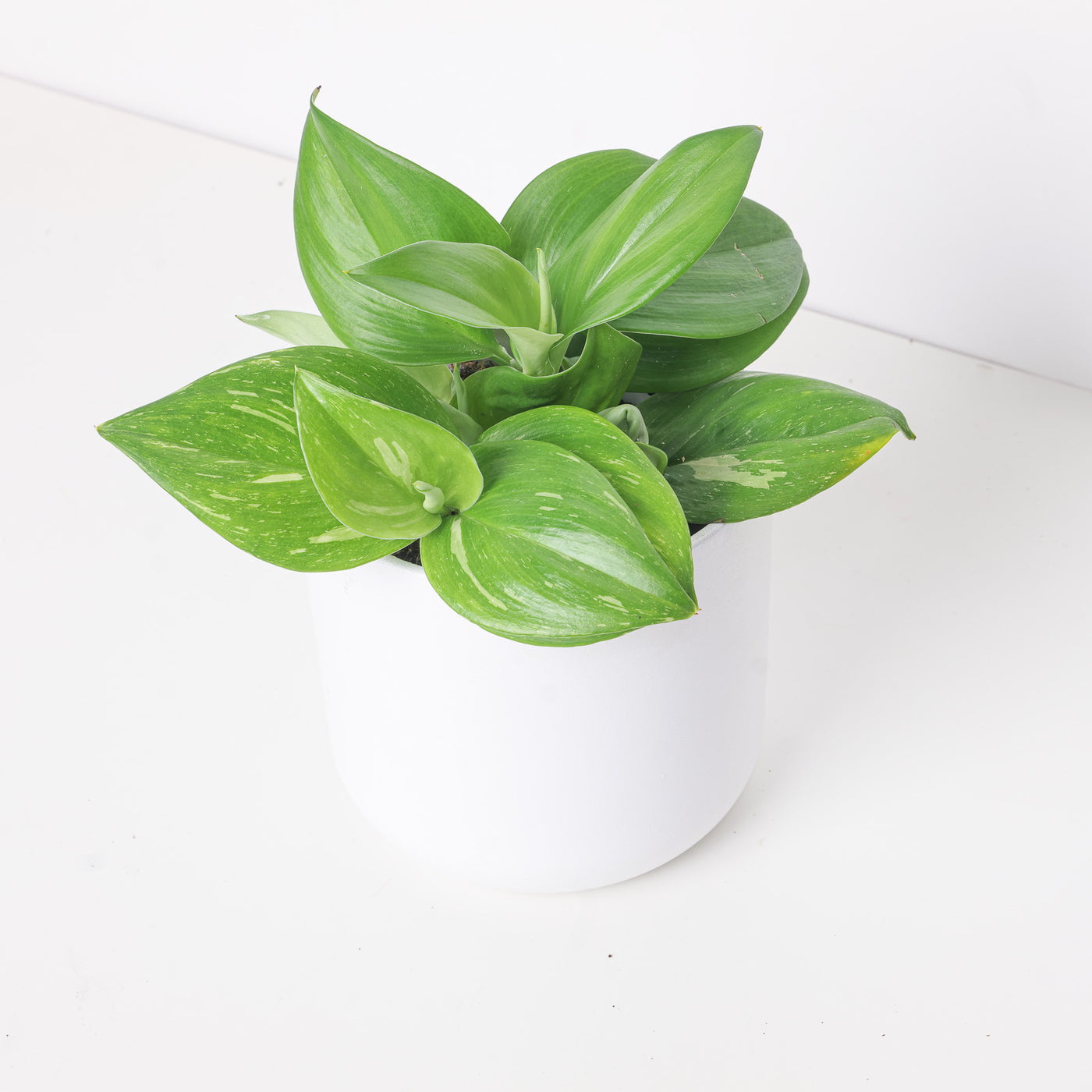 Epipremnum Rubicon - House of Kojo