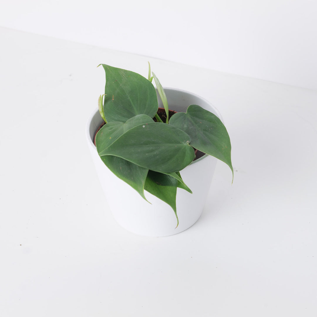 philodendron scandens cuidados Philodendron Scandens