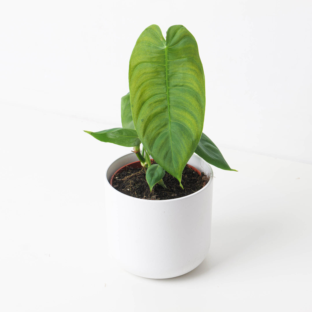 philodendron sharoniae care Philodendron sharoniae