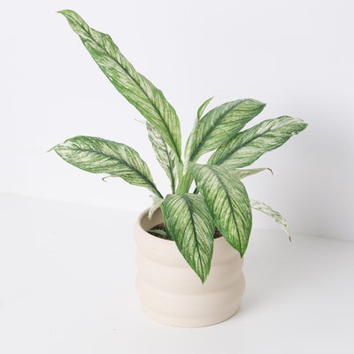 Spathiphyllum Sensation Variegated - House of Kojo