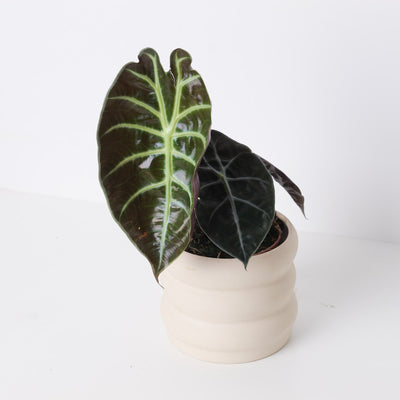 Alocasia suhirmaniana Red Petiole - House of Kojo