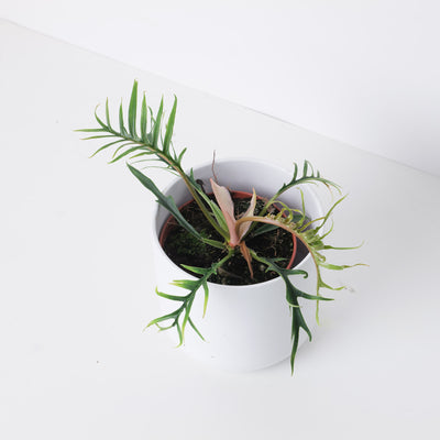 Philodendron Tortum - House of Kojo