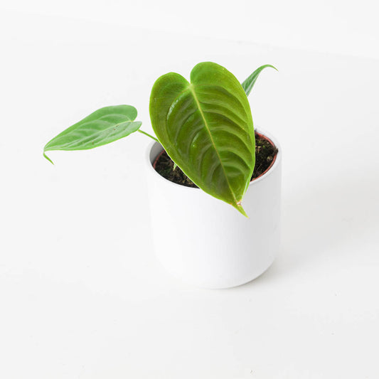 Imperfect Anthurium veitchii | King Anthurium - House of Kojo