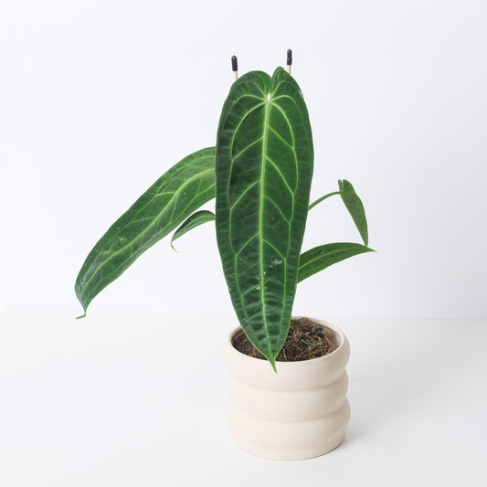 Imperfect Anthurium warocqueanum | Queen Anthurium - House of Kojo