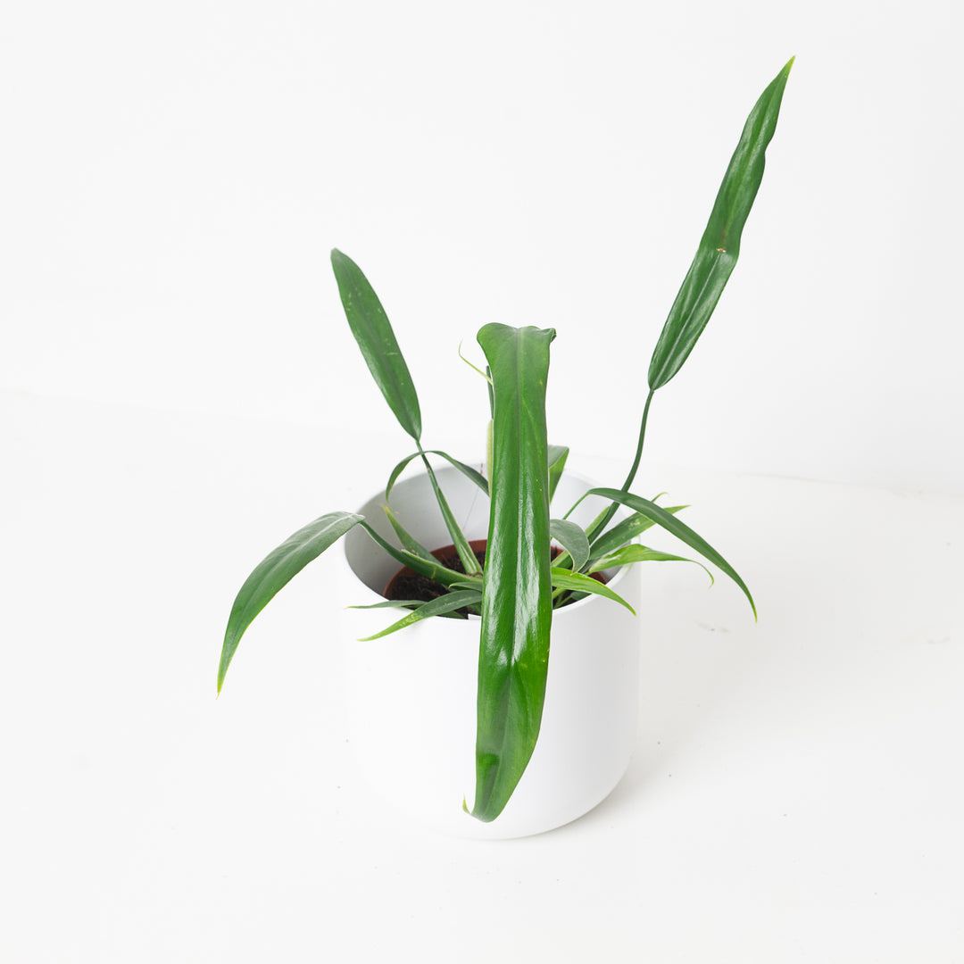 anthurium holtonianum Philodendron holtonianum
