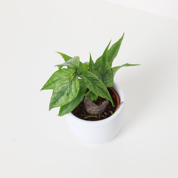 Hoya polyneura 斑入り？ Hoya Polyneura variegated | Fish Tail Hoya | Indoor Plants