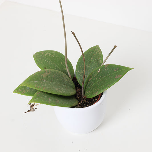 Hoya verticillata sp Tanggamus - House of Kojo