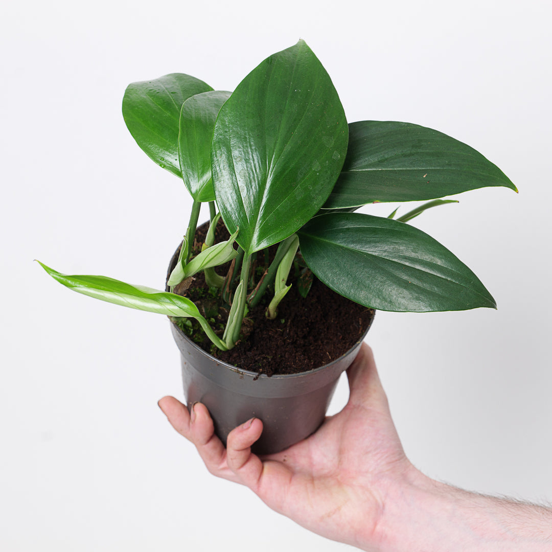 hosta golden tiara plant Golden Tiara Hosta – Toms Creek Farm & Nursery main image 0