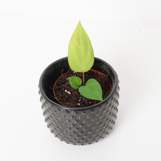 Anthurium nigrolaminum 'Gigi' x papillilaminum - House of Kojo