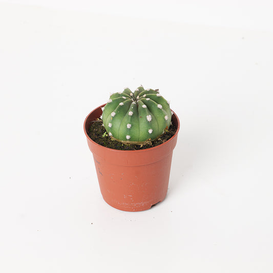 Echinopsis subdenudata | Easter Lily Cactus - House of Kojo