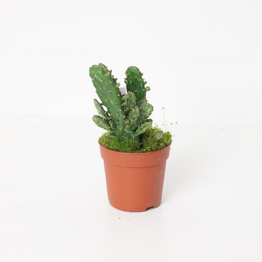 Opuntia Tuna | Prickly Pear Cactus - House of Kojo