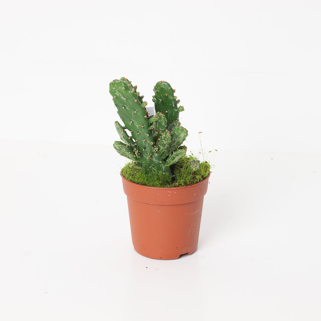 Opuntia Tuna | Prickly Pear Cactus