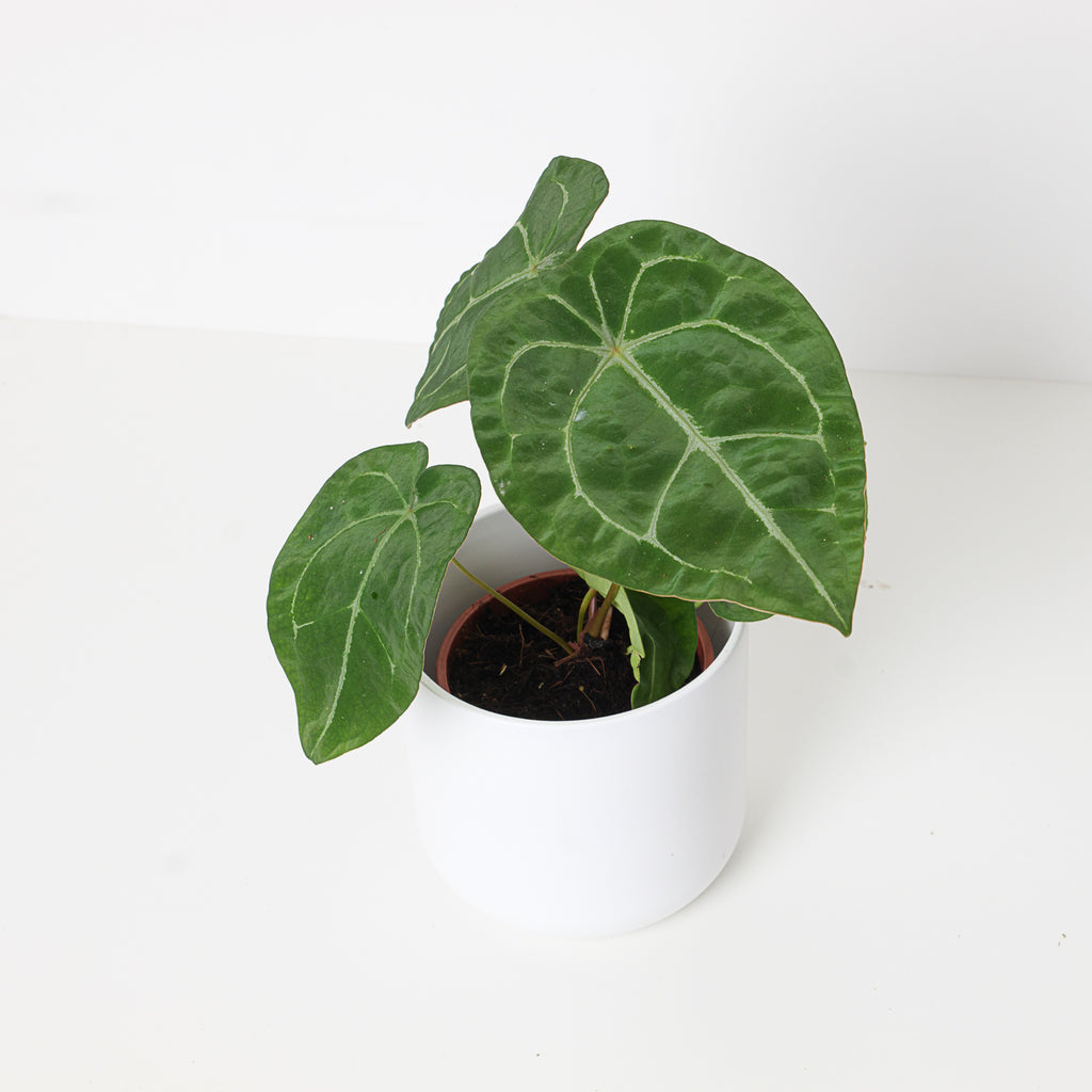 Anthurium Forgetii 'Silver Stripes'