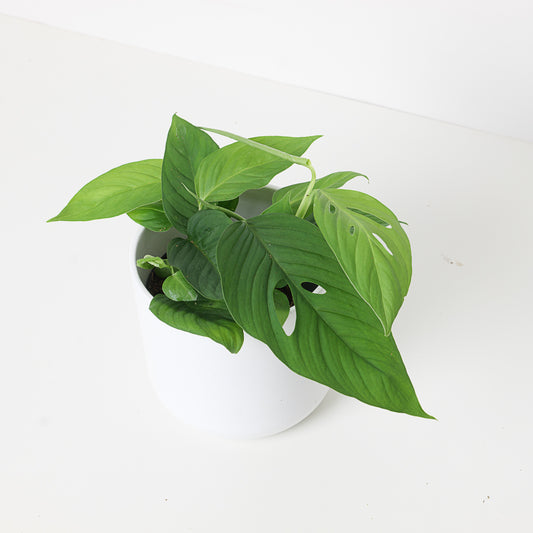 Monstera obliqua 'Xanthospatha' - House of Kojo