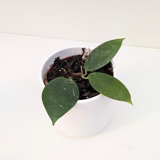 Hoya sp Timor - House of Kojo