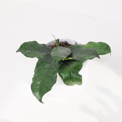 Hoya villosa - House of Kojo