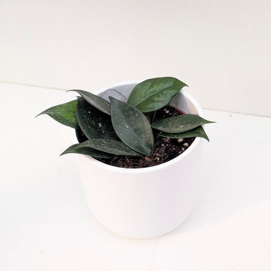 Hoya sp Vietnam - House of Kojo
