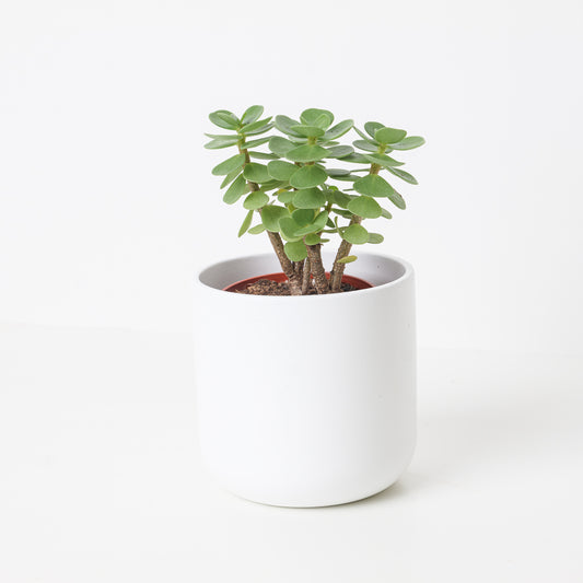Portulacaria molokiniensis 'Ihi' - House of Kojo
