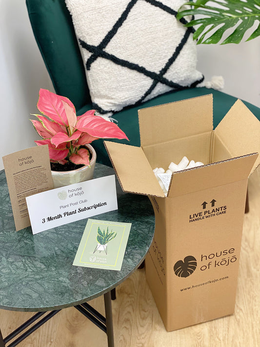 GrowTropicals Monthly Rare Houseplant Subscription - House of Kojo