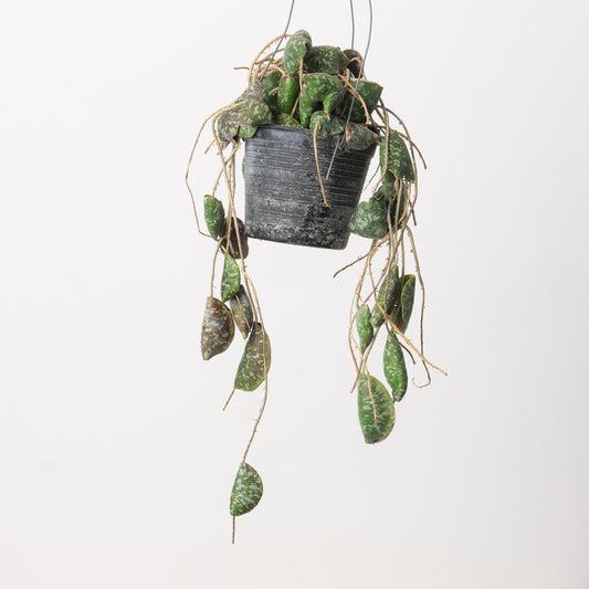 Hoya Imbricata - House of Kojo