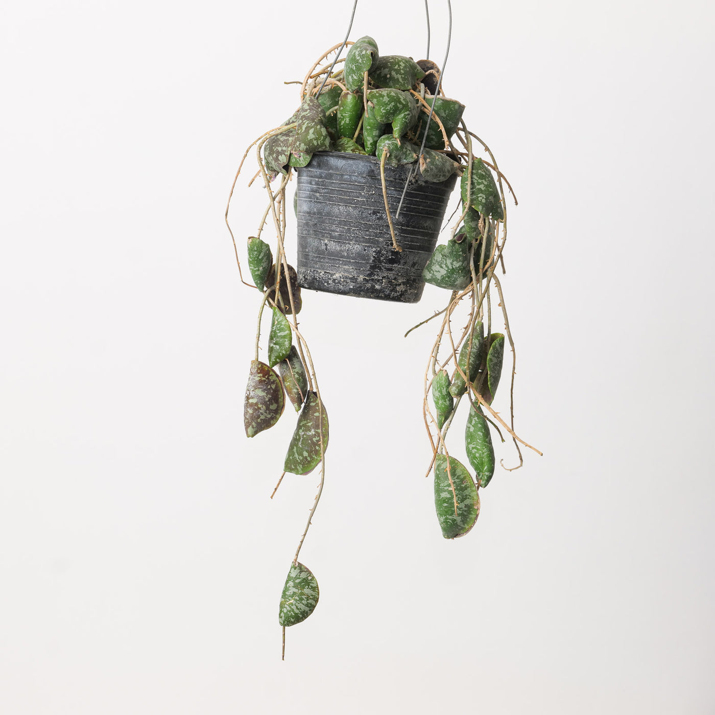 Hoya Imbricata - House of Kojo
