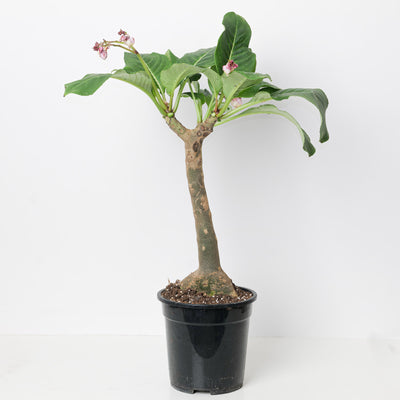 Impatiens mirabilis - House of Kojo