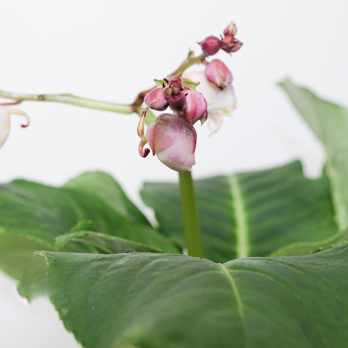Impatiens mirabilis - House of Kojo