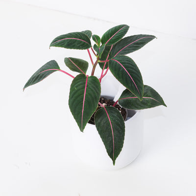 Impatiens morsei 'Velvetea' - House of Kojo
