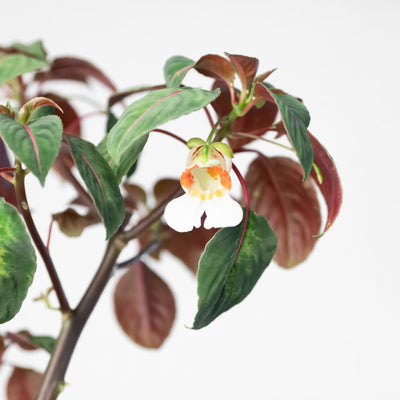 Impatiens morsei 'Velvetea' - House of Kojo