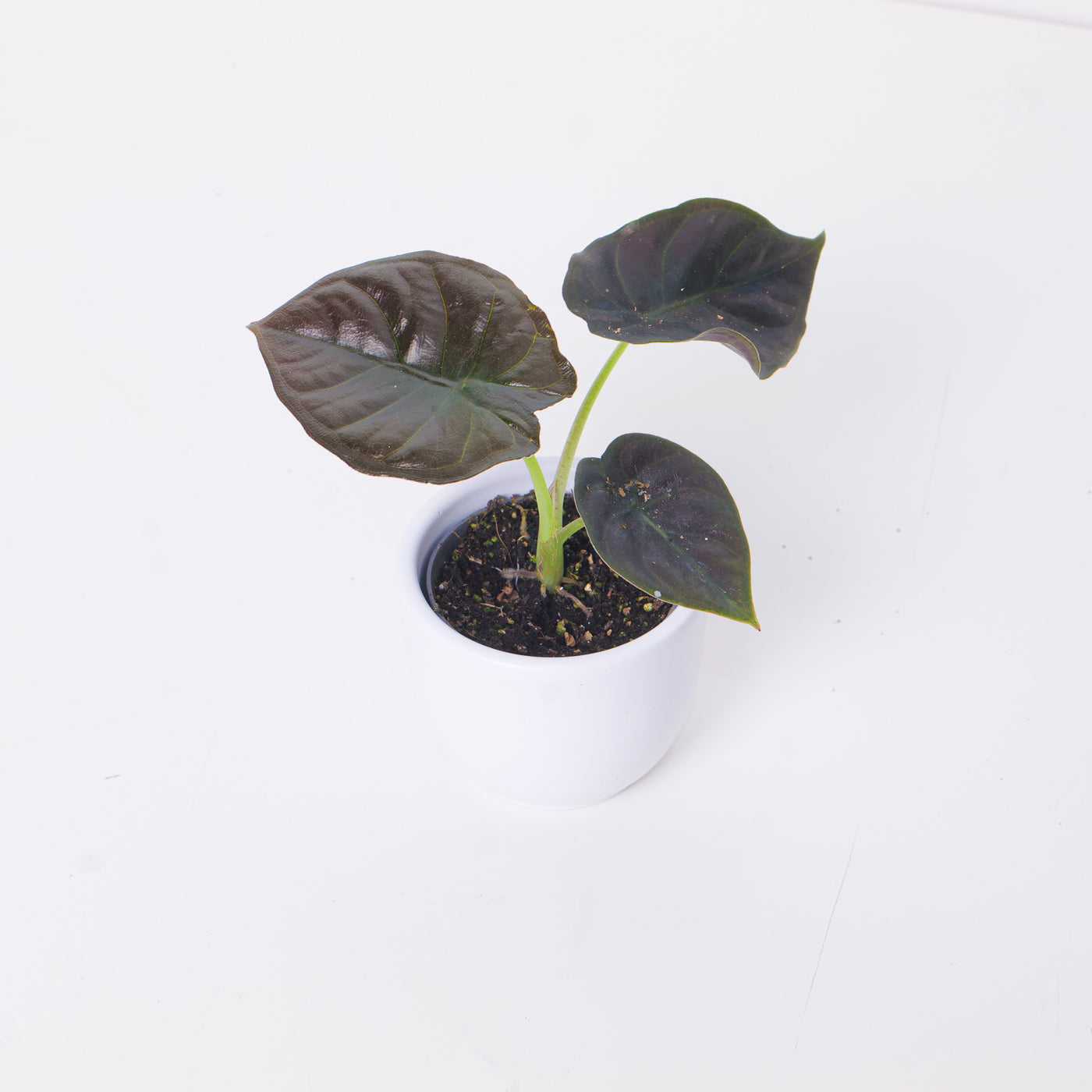 Alocasia Infernalis 'Black Magic' - House of Kojo