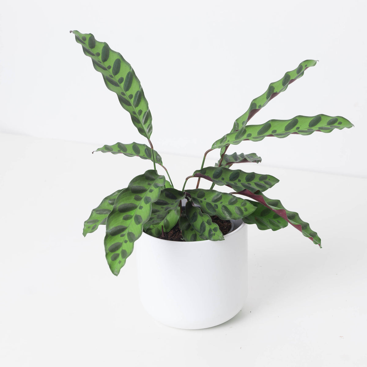 Calathea Lancifolia Rattlesnake - House of Kojo