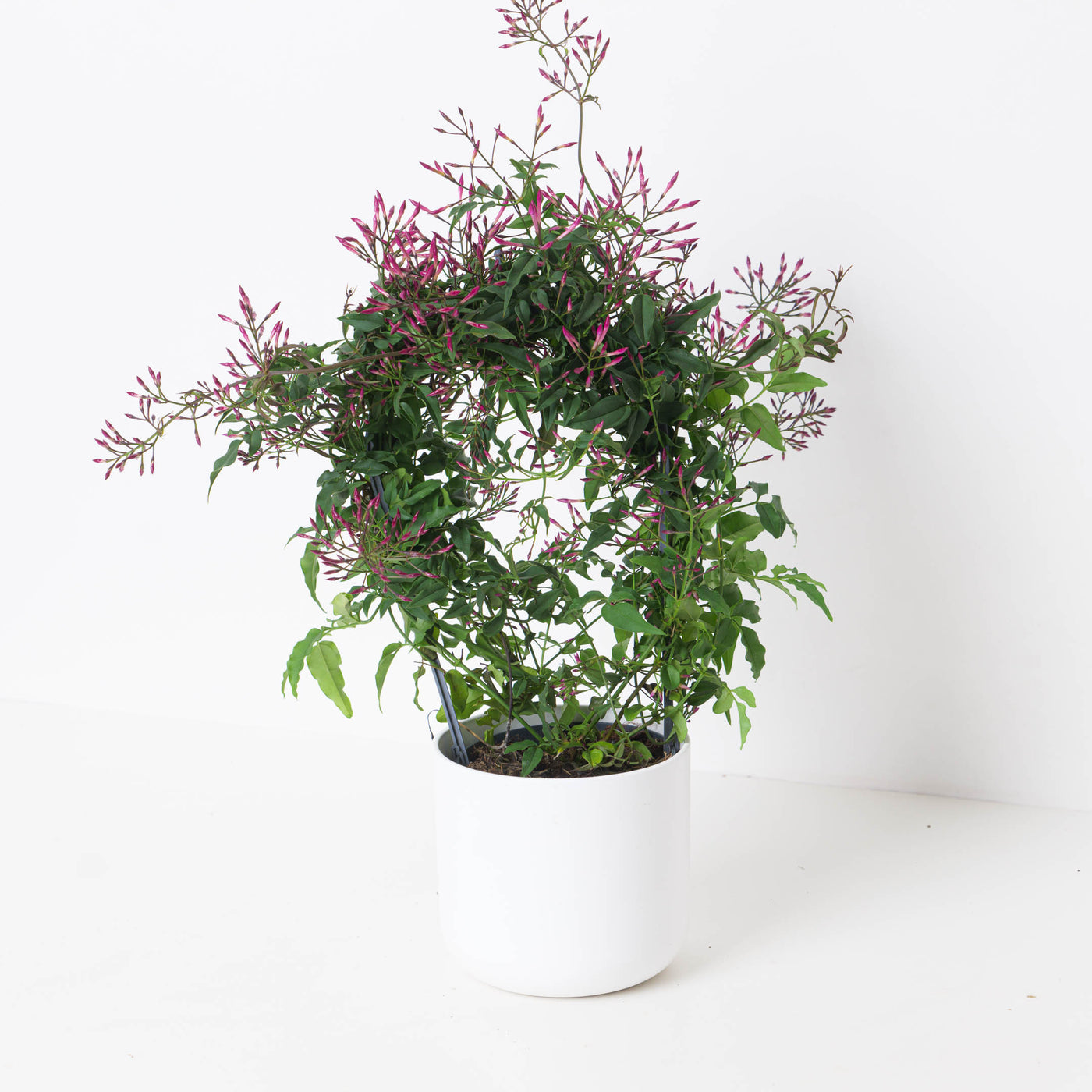 jasmine plant house Jasmine Plant | Jasminium polyanthum