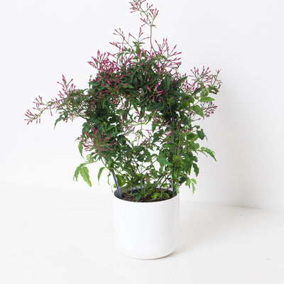 Jasmine Plant | Jasminium polyanthum - House of Kojo