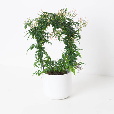 Jasmine Plant | Jasminium polyanthum - House of Kojo