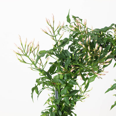 Jasmine Plant | Jasminium polyanthum - House of Kojo
