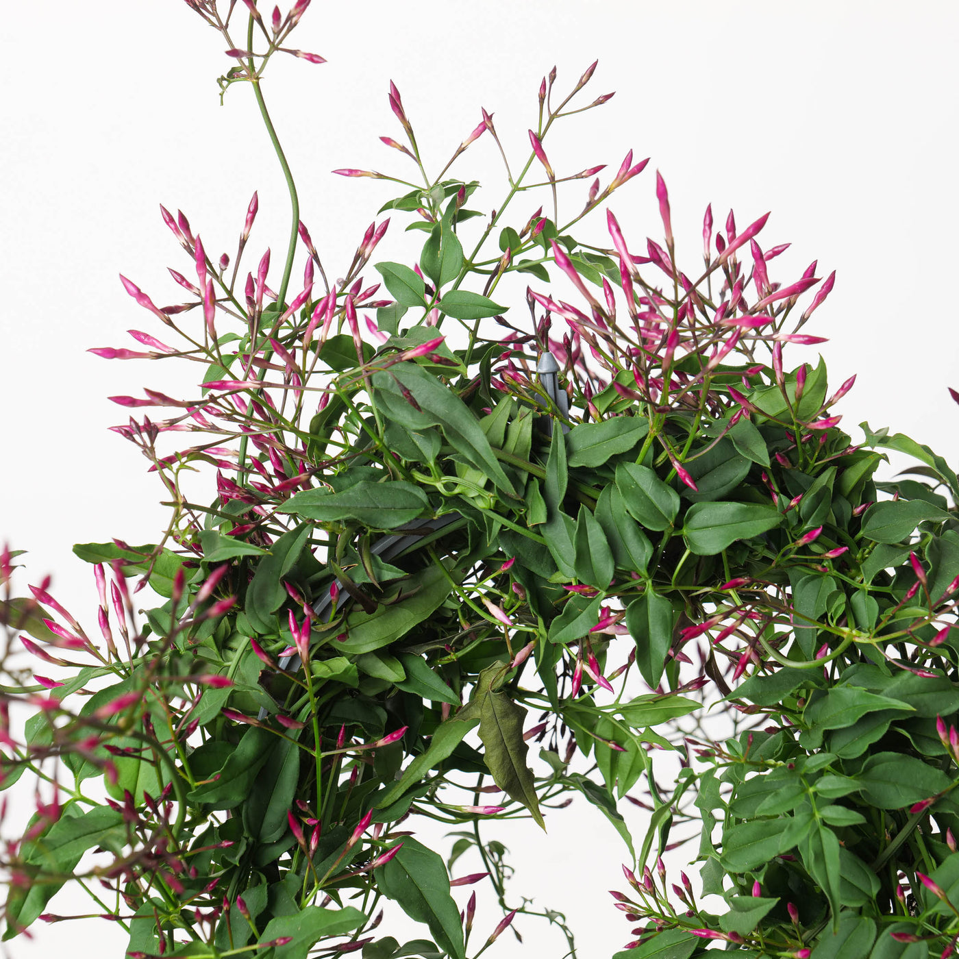 jasmine plant inside house Jasmine Plant | Jasminium polyanthum
