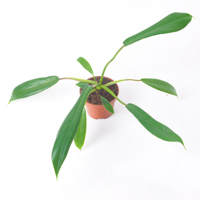 Philodendron joepii - House of Kojo