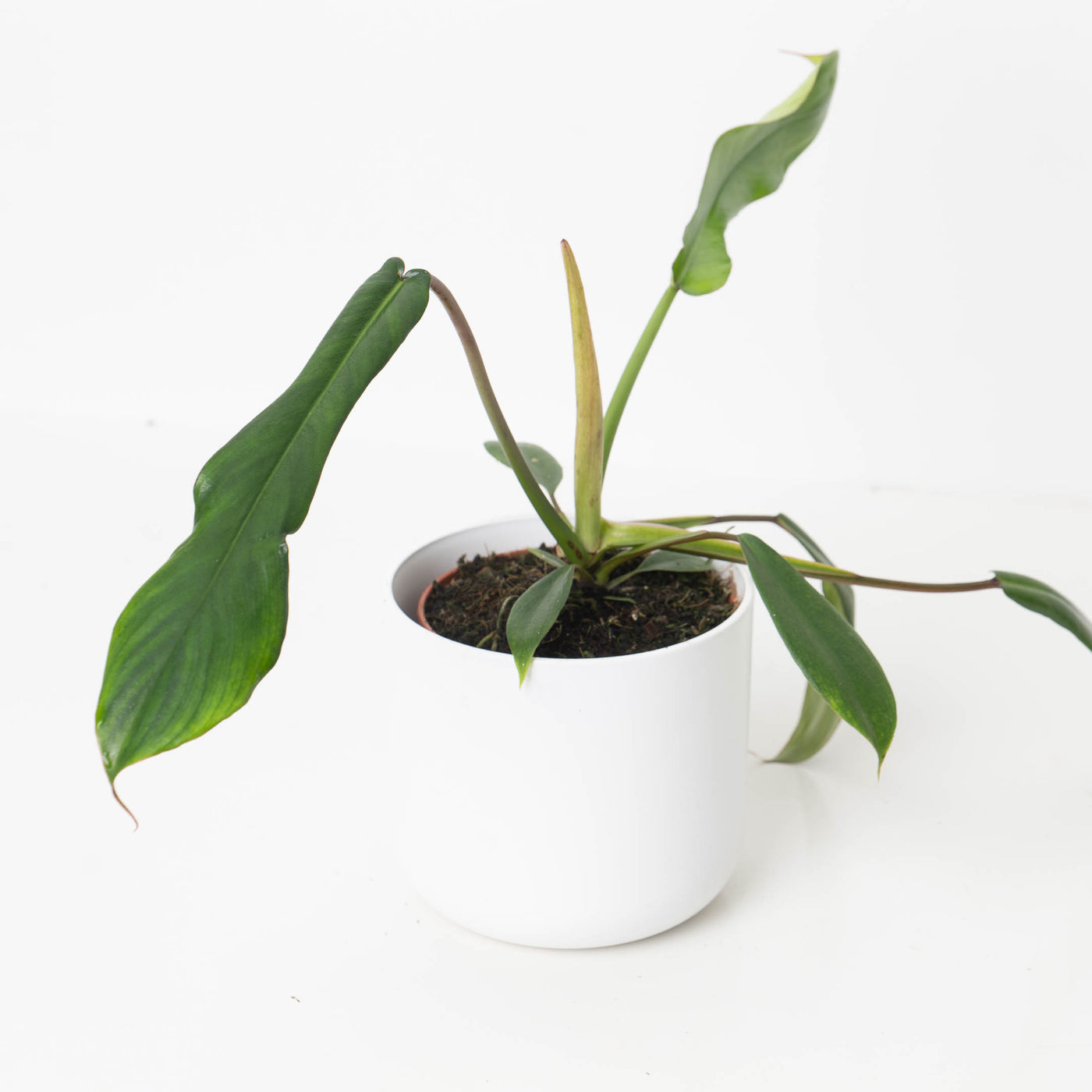 Philodendron joepii - House of Kojo