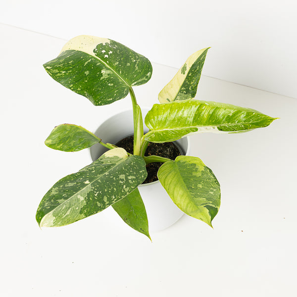 philodendron jose buono uk Philodendron Jose Buono
